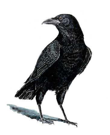 fine art print walking crow